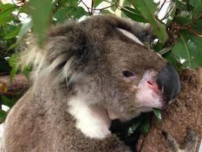 Callista, our first koala to have a tracheostomy!