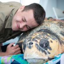 Captain Pete the loggerhead turtle