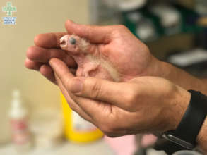 Cody the Corella young and featherless