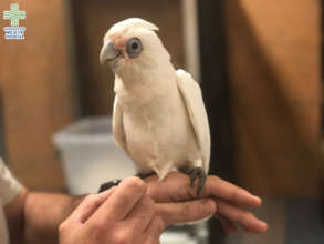 Cody as a fully fledged Corella