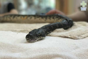 Cutter the carpet python
