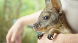 Derek the orphaned black-striped wallaby