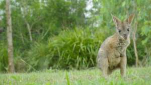Derek the wallaby joey out and about