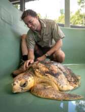 Dot the loggerhead turtle - AZWH