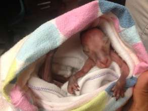 Emmett the Eastern Grey Kangaroo Joey