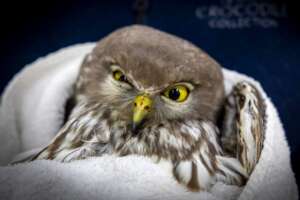 Grace the barking owl_AZWH