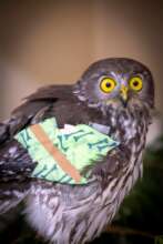 Grace the barking owl_AZWH2