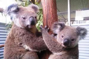 Some of the Cute and Cuddlies