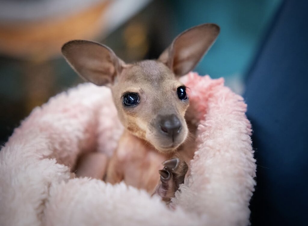 Ruby the red-necked wallaby