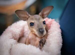 Ruby the red-necked wallaby