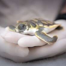Jim the flatback sea turtle