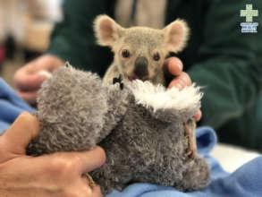 Lelo the orphaned koala joey receiving a check-up