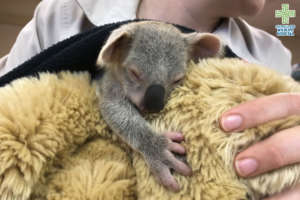 Lelo the orphaned koala clinging to a plush toy