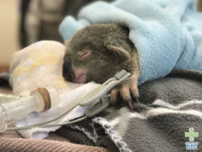 Lucy the koala joey in critical care