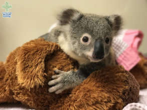 Lucy the koala joey in the nursery