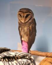 Moon the sooty owl