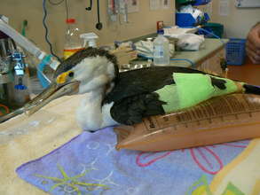 Ong a pied cormorant had 4 fish hooks stuck inside