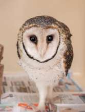Opal the masked owl