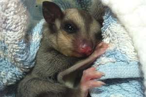 Peter the little orphaned Squirrel Glider