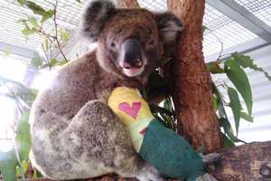 Pheno the koala sharing the love at Christmas