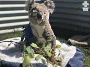 Pinto the koala basking in the sun