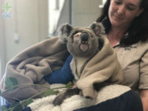 Pinto the koala in the arms of his vet nurse