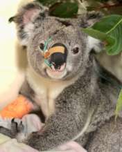 Shanoe the koala in the ICU