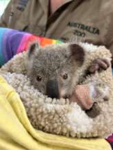 Squeak the Koala Joey - AZWH