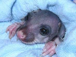 Summer, a common brushtail possum joey in care.