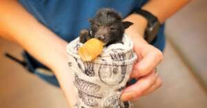 Winny the Black Flying Fox