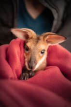 Winston the red-necked wallaby