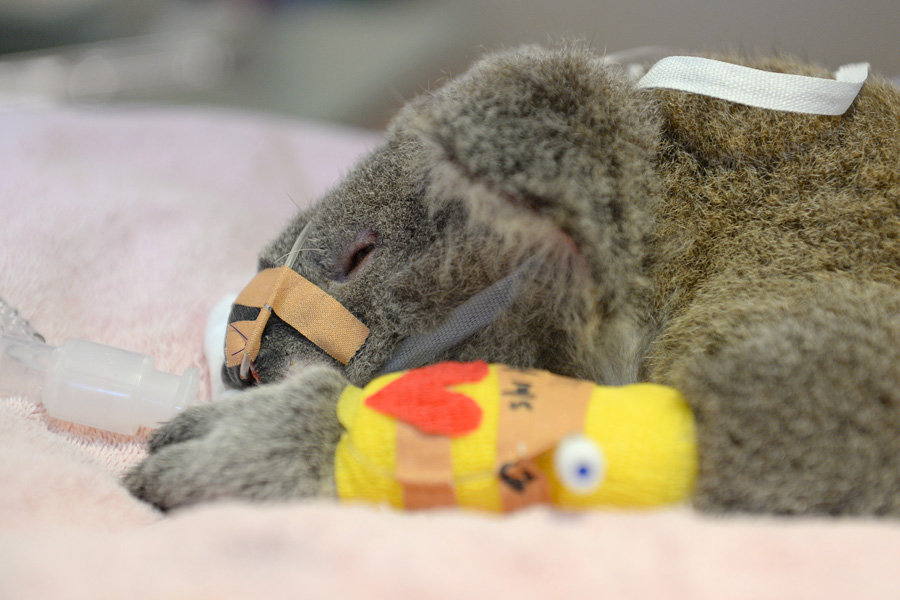 Koala being treated
