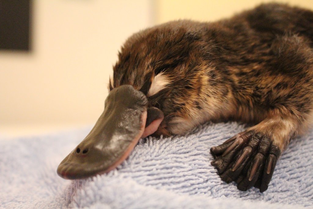 Baby platypus