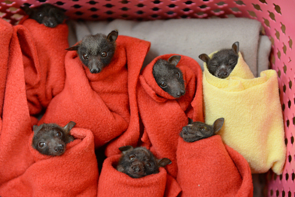 Flying Fox Pups