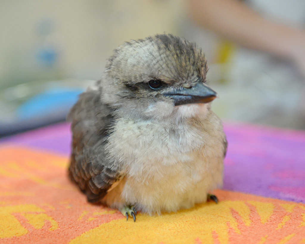 Kookaburra chick