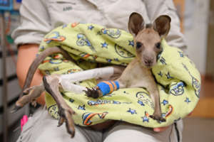 Kangaroo joey