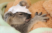 Treating patients @Australia Zoo Wildlife Hospital