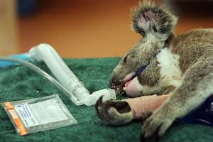 A koala under anaesthetic while getting assessed