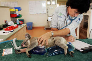 Nurse Lee monitoring a koala during a check-up