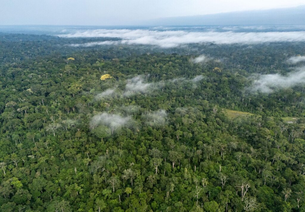 Save Zoka Tropical Rainforest Through Restoration