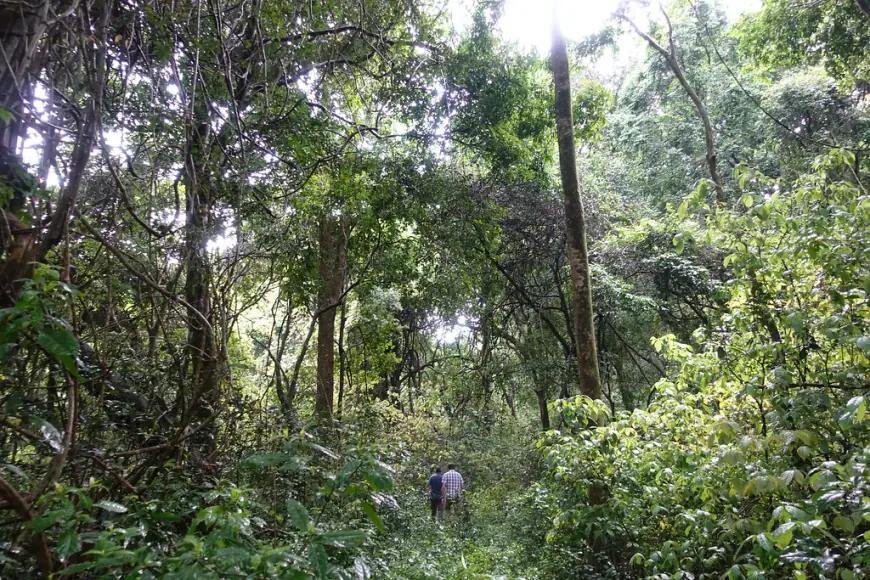 Save Zoka Tropical Rainforest Through Restoration