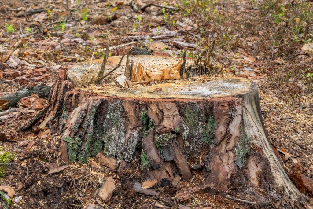 Save Zoka Tropical Rainforest Through Restoration