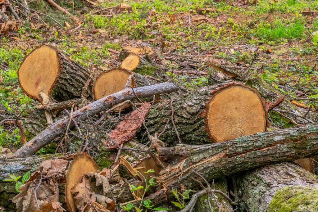 Save Zoka Tropical Rainforest Through Restoration