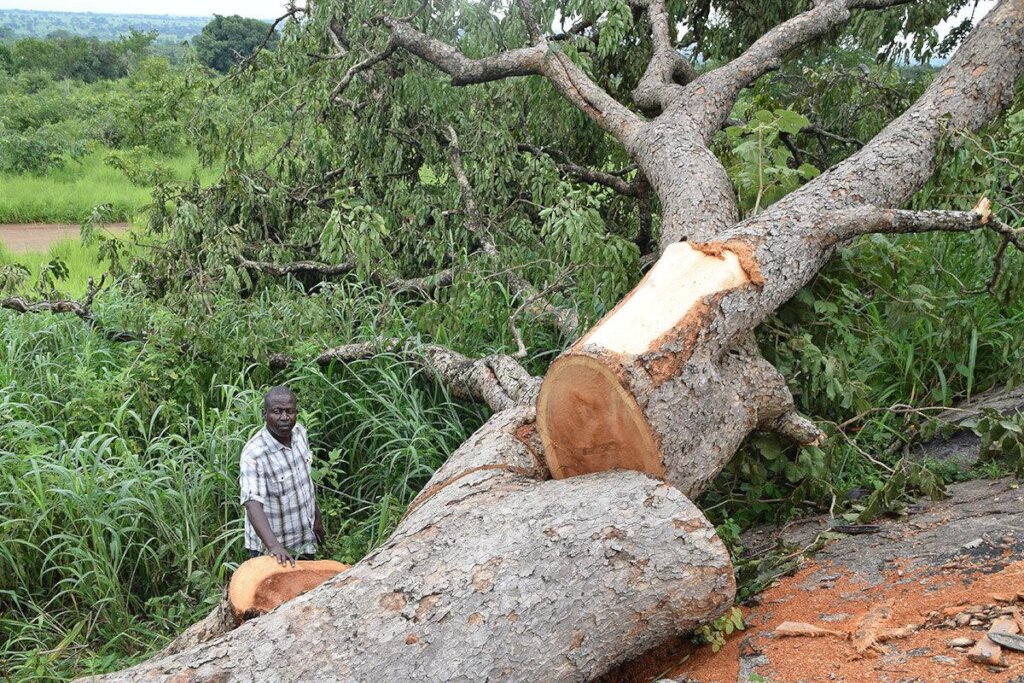 Save Zoka Tropical Rainforest Through Restoration