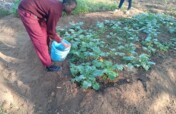 Help Schools Plant Fruits Trees in Tanzania