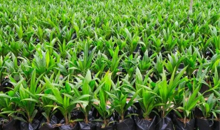 Protect Congo Youth & Restore Nature