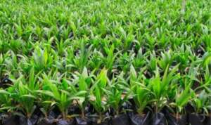 Protect Congo Youth & Restore Nature
