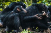 Become A Friend To 20 Orphaned Chimpanzees : Gombe