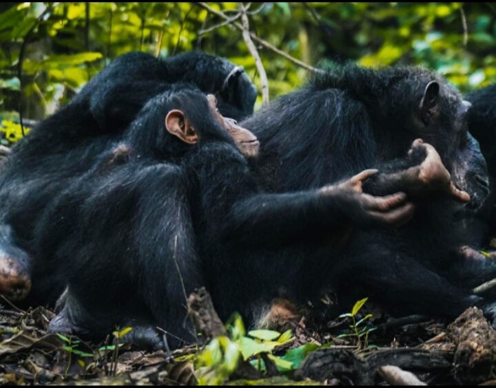 Become A Friend To 20 Orphaned Chimpanzees : Gombe