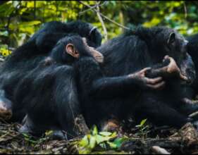 Become A Friend To 20 Orphaned Chimpanzees : Gombe